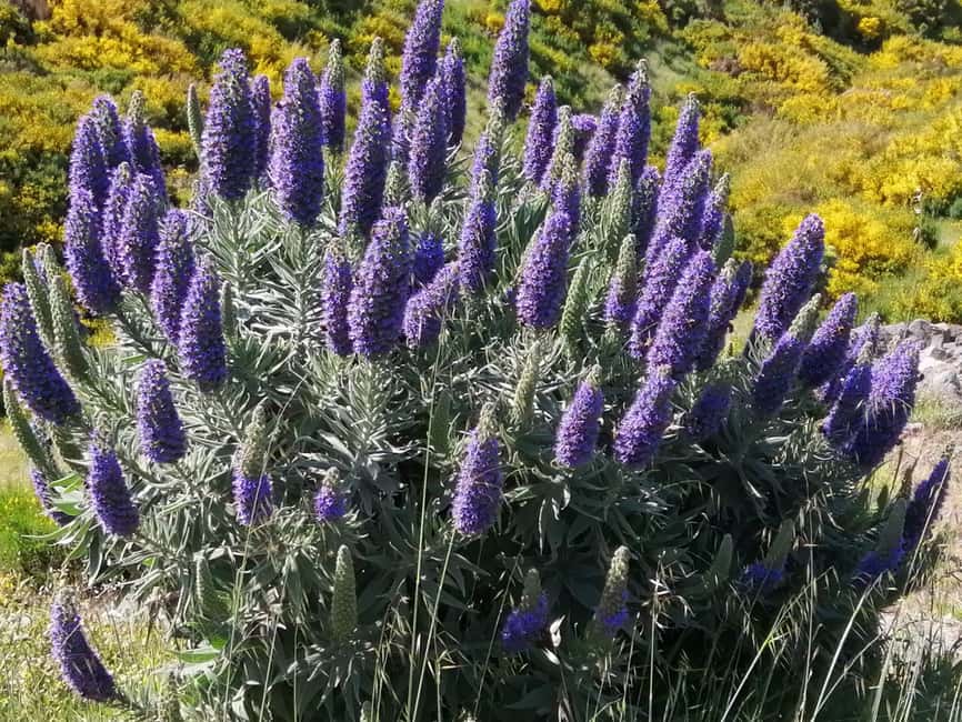 Funchal: Nuns Valley Easy Walk with Mountain Surroundings - Key points at a glance