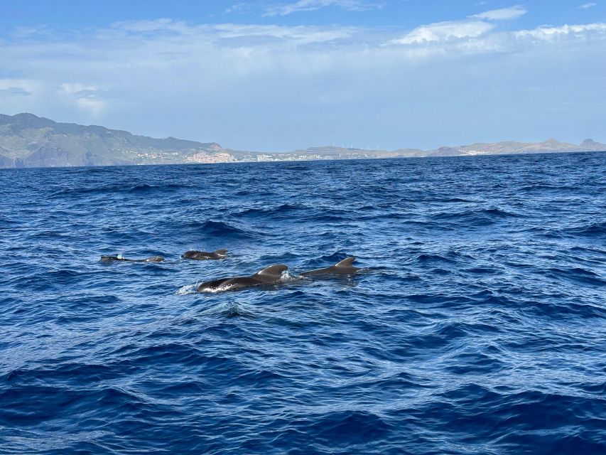 Funchal: RIB Whale Watching Cruise and Optional Dolphin Swim - What the wildlife viewing feels like from the boat