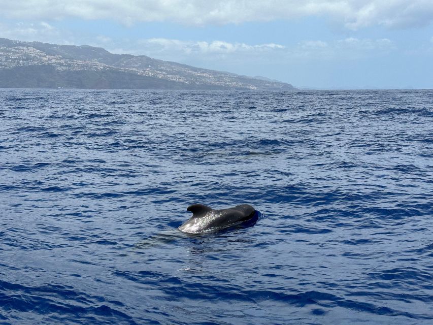 Funchal: RIB Whale Watching Cruise and Optional Dolphin Swim - Who will enjoy this Madeira boat trip?