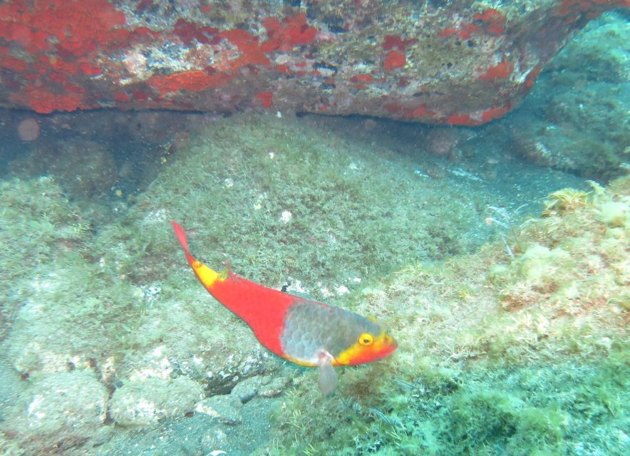 Funchal: Scuba Diving Experience for Beginners - Timing your session around Madeira plans