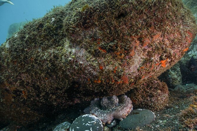 Funchal: Scuba Diving Experience for Beginners - Starting inside the Pestana Carlton Hotel