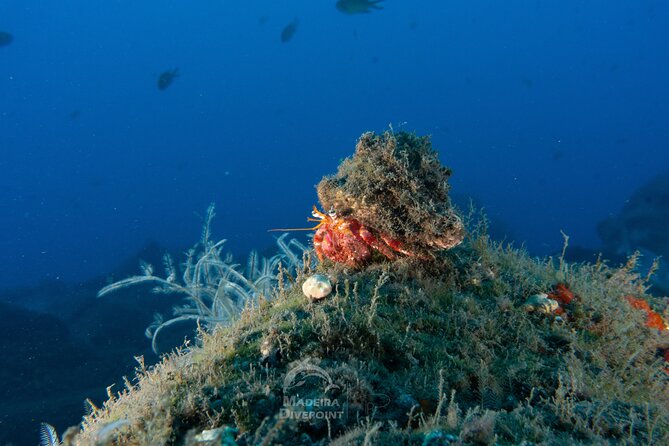 Funchal: Scuba Diving Experience for Beginners - How the instructors handle nerves