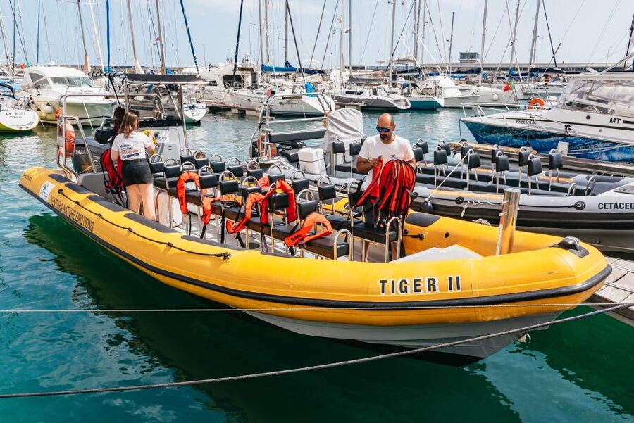 Funchal: Whale and Dolphin Watching Speed Boat Tour - Watching dolphins and whales with a marine biologist