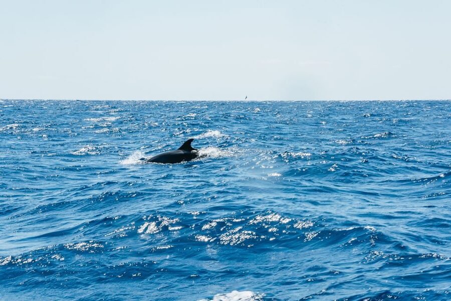 Funchal: Whale and Dolphin Watching Speed Boat Tour - Taking in Madeira’s coast between sightings