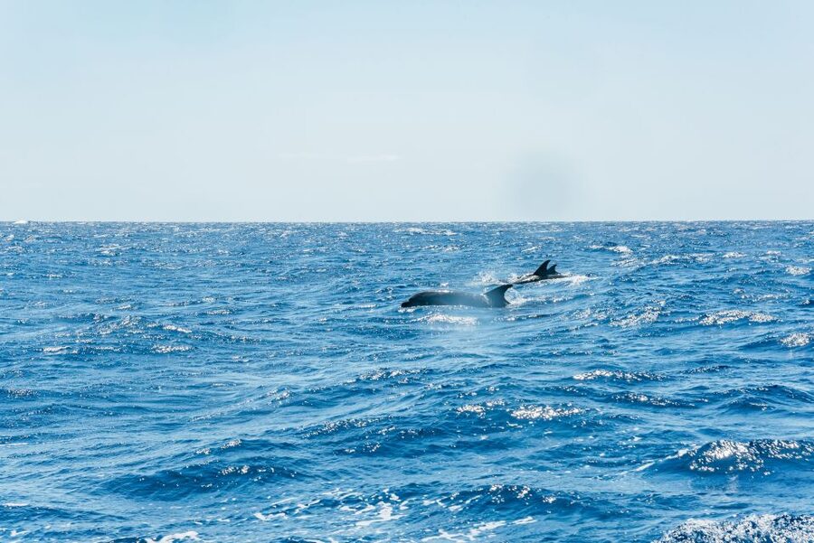 Funchal: Whale and Dolphin Watching Speed Boat Tour - What the two-and-a-half-hour itinerary feels like