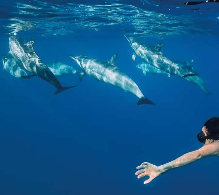 Funchal: Whale Watching and Swimming with Dolphins Cruise - What the marine biologist adds
