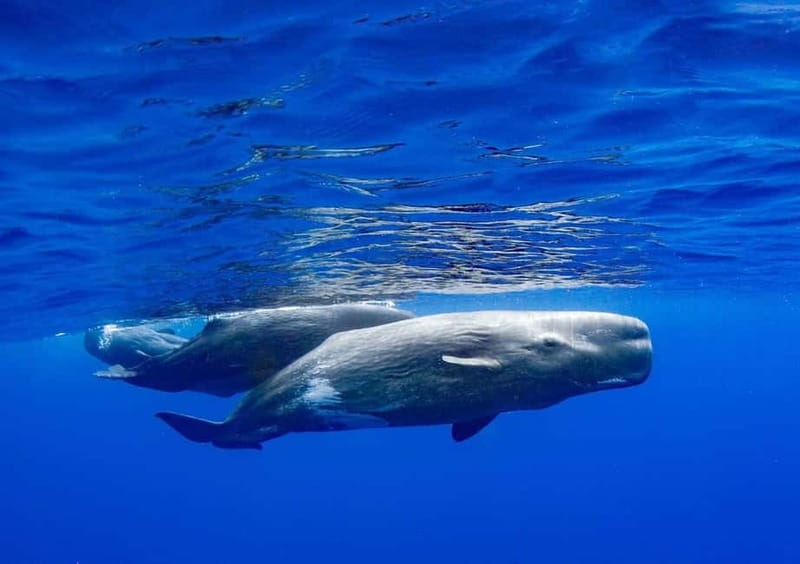 Funchal: Whale Watching and Swimming with Dolphins Cruise - Boat comfort, group size, and the ride home