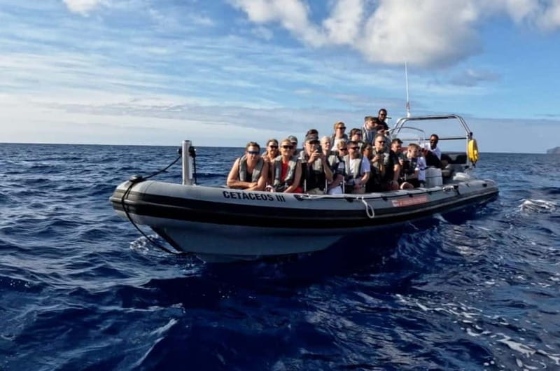 Funchal: Whale Watching and Swimming with Dolphins Cruise - The strongest part of the experience