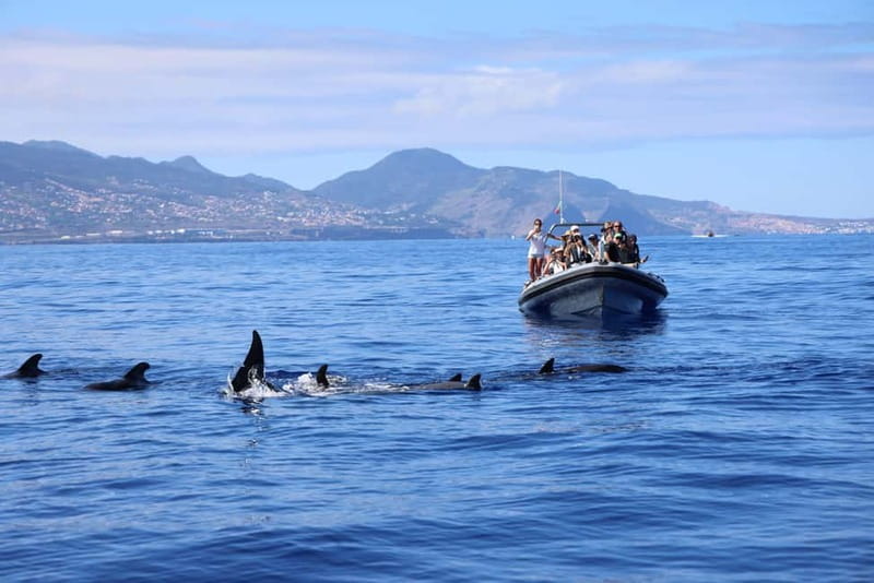 Funchal: Whale Watching and Swimming with Dolphins Cruise - Weak spots to consider before committing