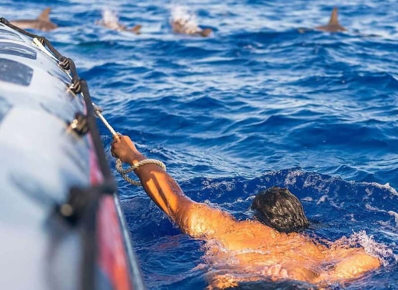 Funchal: Whale Watching and Swimming with Dolphins Cruise - Searching for whales and dolphins off Funchal