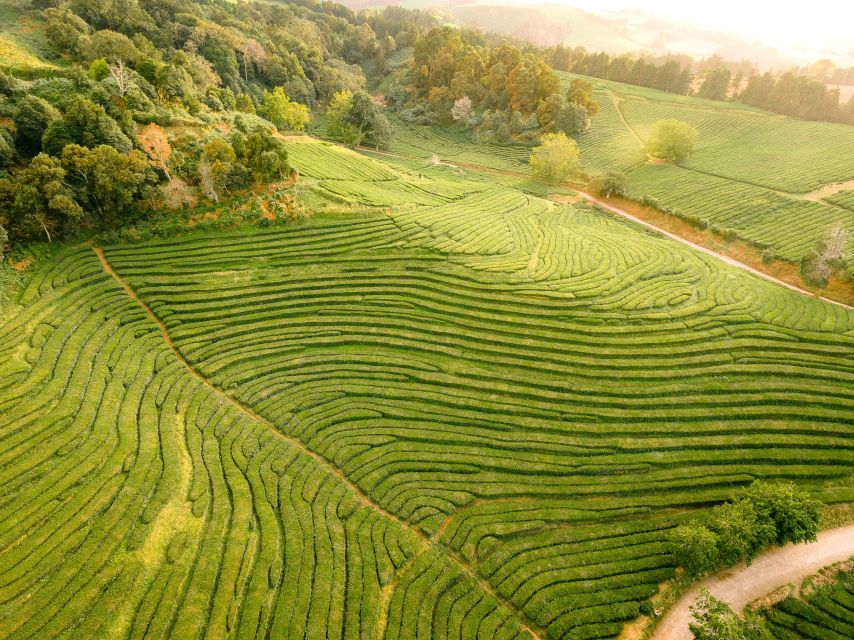 Furnas: Tea Plantations, Lake and Volcano Guided Tour - Terra Nostra Park: gardens and warm water