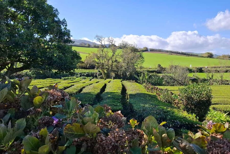 Furnas: Volcano Crater, Lake, Tea Plantation, and Waterfall - Gorreana Tea Factory: a short lesson with a taste