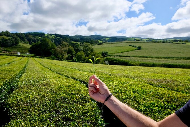 Furnas Volcano & Tea Plantation With Traditional Lunch, East Tour - Furnas village, fumaroles, and mineral water