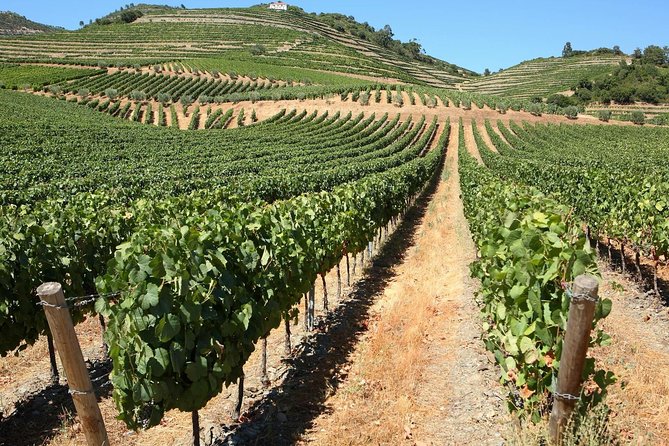 Genuine Douro Valley Tour: Visit 2 Wineries, Lunch & River Cruise - Why the Douro Valley is worth a full day from Porto