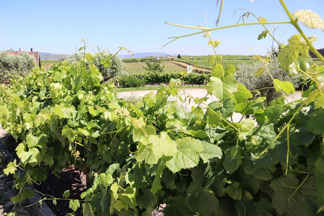 Genuine Douro Valley Tour: Visit 2 Wineries, Lunch & River Cruise - Pinhão, the Douro’s old transport center