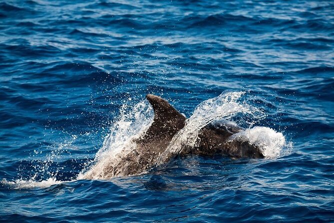 Glass Bottom Boat Tour & Snorkeling in São Miguel, Azores - Seeing Vila Franca do Campo islet from the water