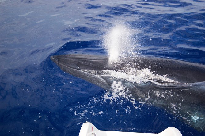 Half-day Catamaran Trip from Funchal - Swimming and snorkeling: keep your expectations modest
