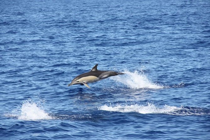 Half-day Catamaran Trip from Funchal - Morning or afternoon: which departure works best?