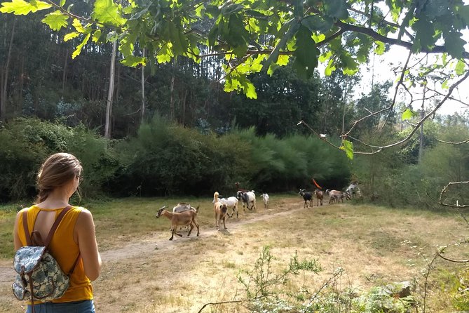 Half-day Hike & Picnic with Dog Love in Porto's Mountains - What the $59.28 price includes