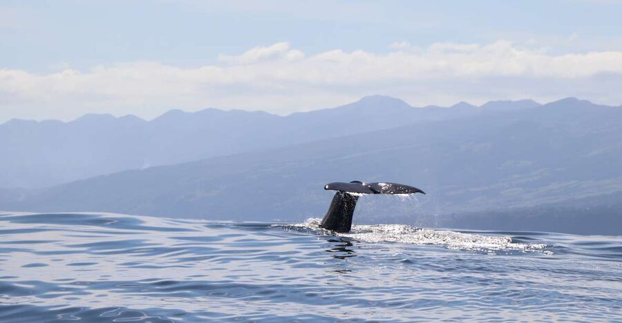 Horta: University Startup Whale and Dolphin RIB Boat Trip - Leaving Horta Marina with a research team