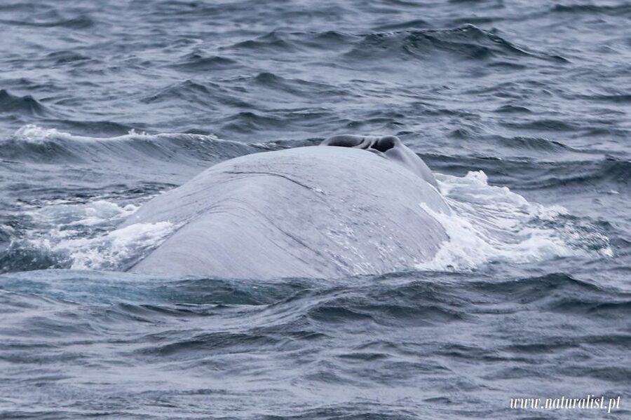 Horta: University Startup Whale and Dolphin RIB Boat Trip - Should you book it?