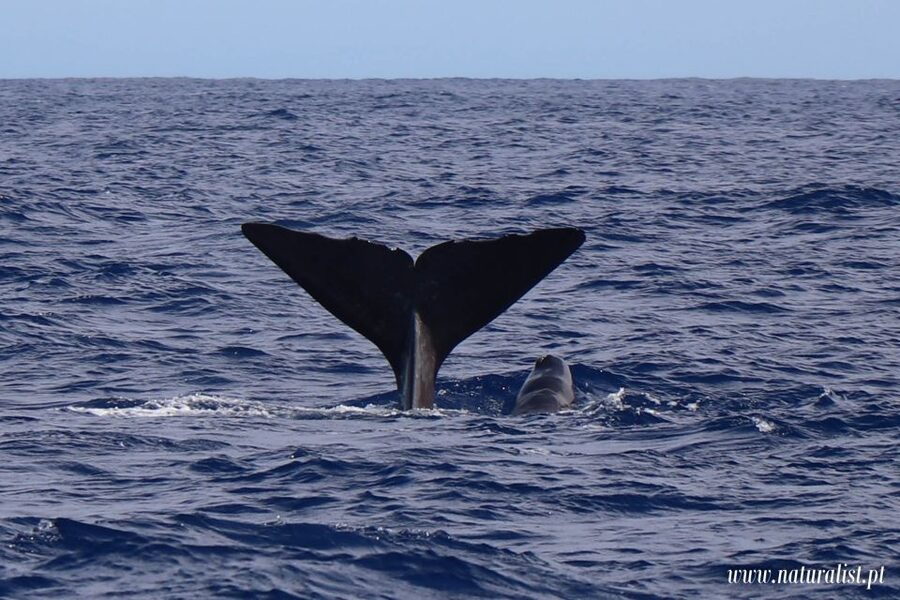 Horta: University Startup Whale and Dolphin RIB Boat Trip - How the whale search works around Faial and Pico