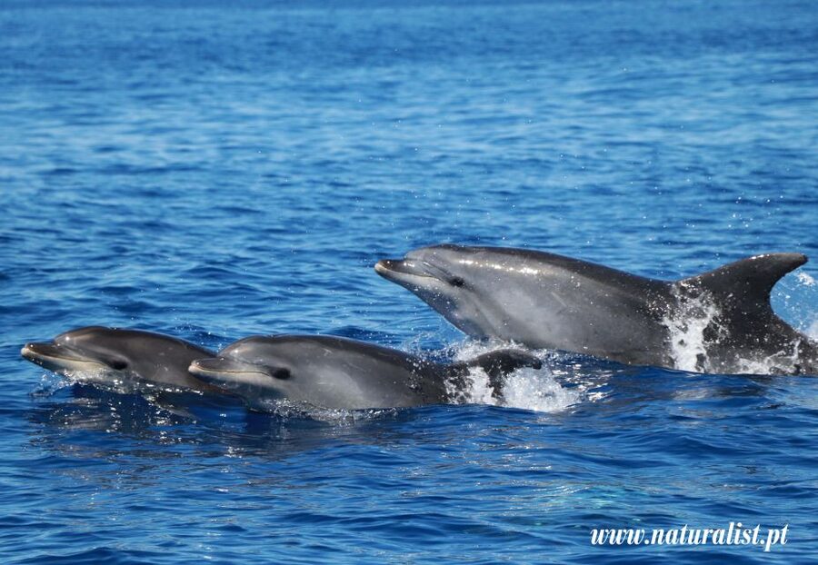 Horta: University Startup Whale and Dolphin RIB Boat Trip - What the marine biologist adds