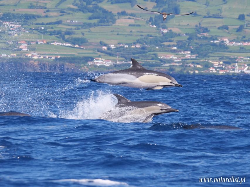 Horta: University Startup Whale and Dolphin RIB Boat Trip - The three-hour itinerary, from briefing to open water