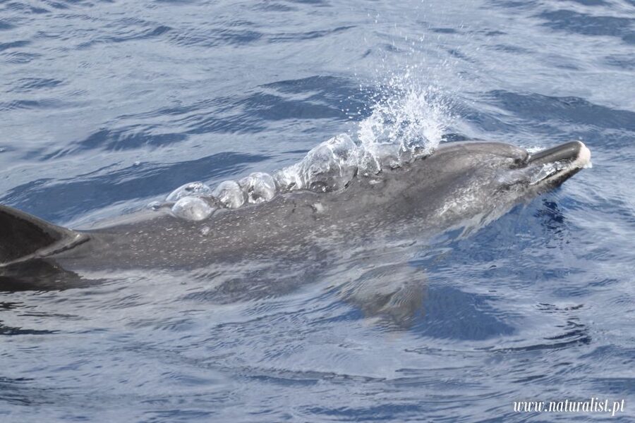 Horta: University Startup Whale and Dolphin RIB Boat Trip - Seabirds turn a whale trip into a wider nature outing