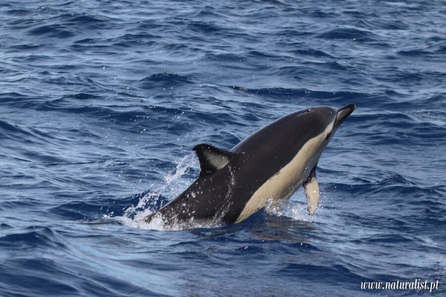 Horta: University Startup Whale and Dolphin RIB Boat Trip - What the price of $101 includes