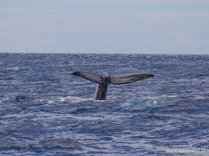 Horta: University Startup Whale and Dolphin RIB Boat Trip - Weather, clothing, and comfort on the RIB