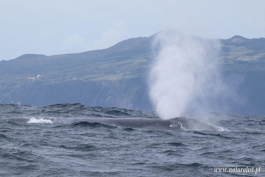 Horta: University Startup Whale and Dolphin RIB Boat Trip - Who should book this Horta whale trip