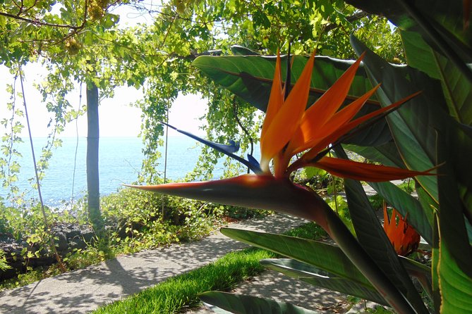 Incredible tour to a 'Faja' with a story - What makes the place worth the effort?