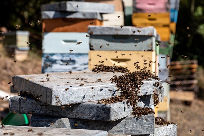 Jeep Safari #1 in Algarve - Honey, medronho, and the distillery visit