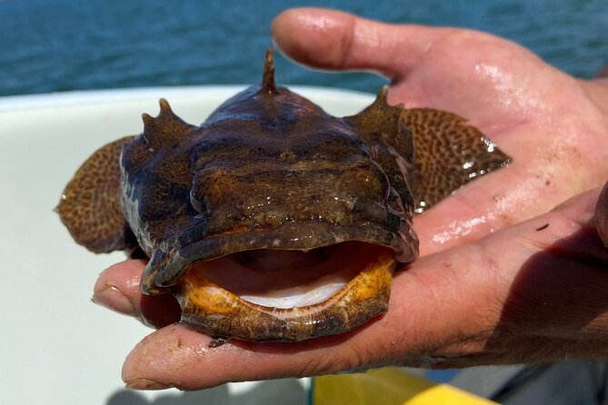 Kayak Tours with Amazing Caves, sea life and Marine Biologist . - Snorkeling and the secluded beach stop