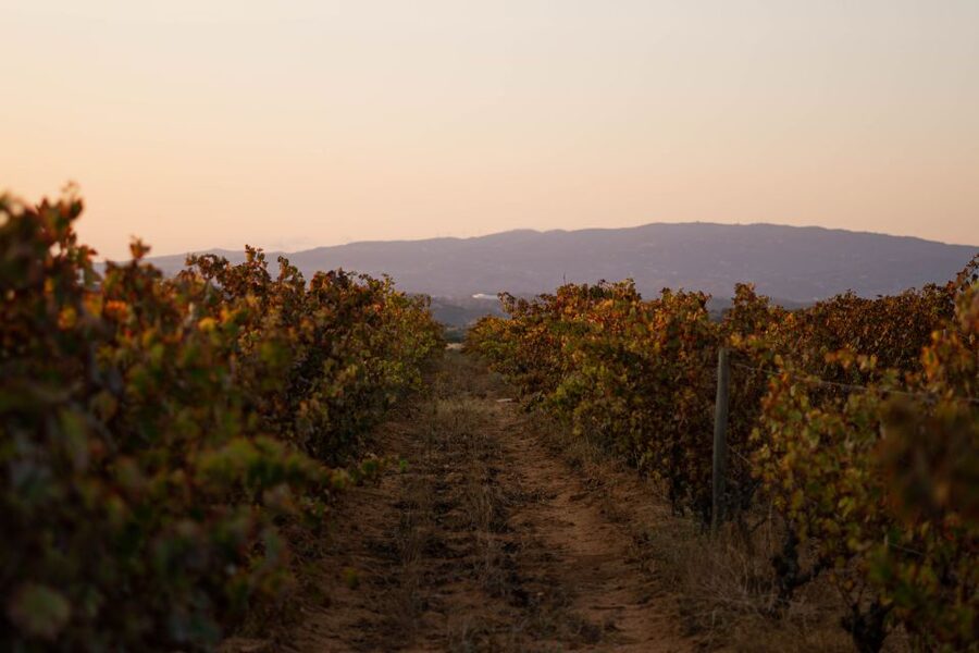 Lagoa: 2.5-Hour Vineyard Dinner with Winetasting - A vineyard dinner beneath an ancient olive tree