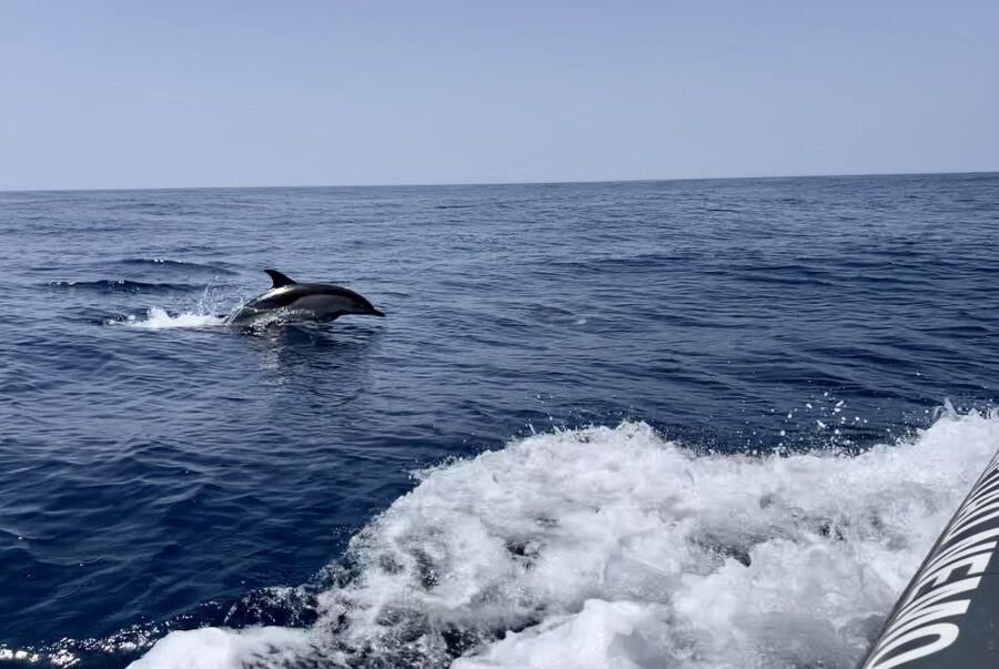 Lagoa: Dolphin Watching & Benagil Tour with Biologist Guide - Key points to know before booking