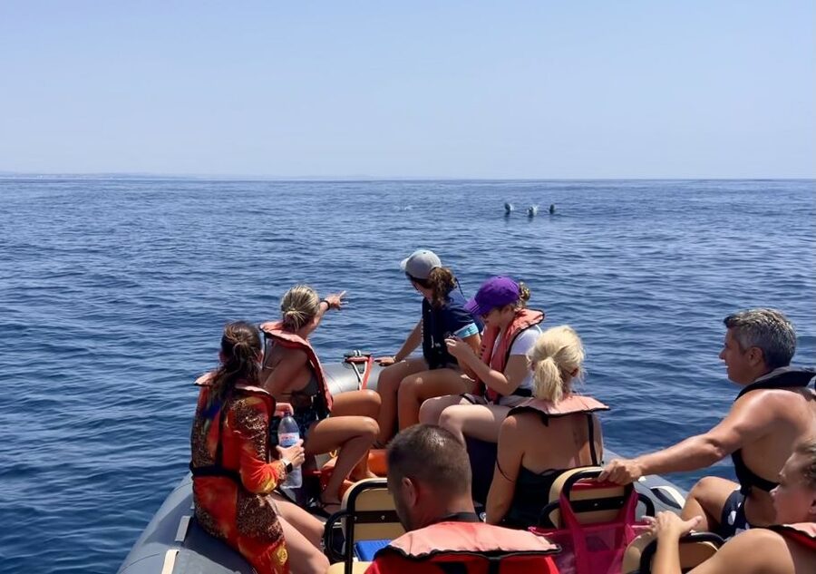 Lagoa: Dolphin Watching & Benagil Tour with Biologist Guide - A dolphin trip with a cave tour attached