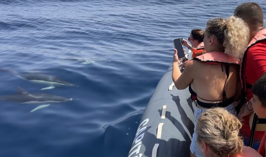 Lagoa: Dolphin Watching & Benagil Tour with Biologist Guide - Why the dolphin sightings can feel different each time