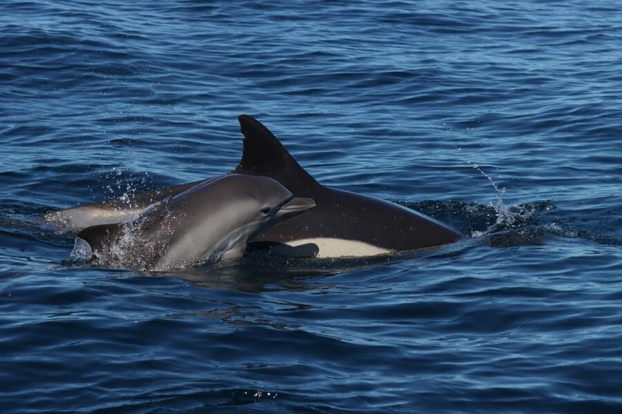 Lagoa: Dolphin Watching & Benagil Tour with Biologist Guide - Returning along the cliffs to Benagil Cave