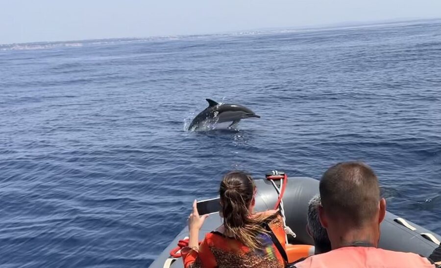 Lagoa: Dolphin Watching & Benagil Tour with Biologist Guide - The quiet-bay swim stop
