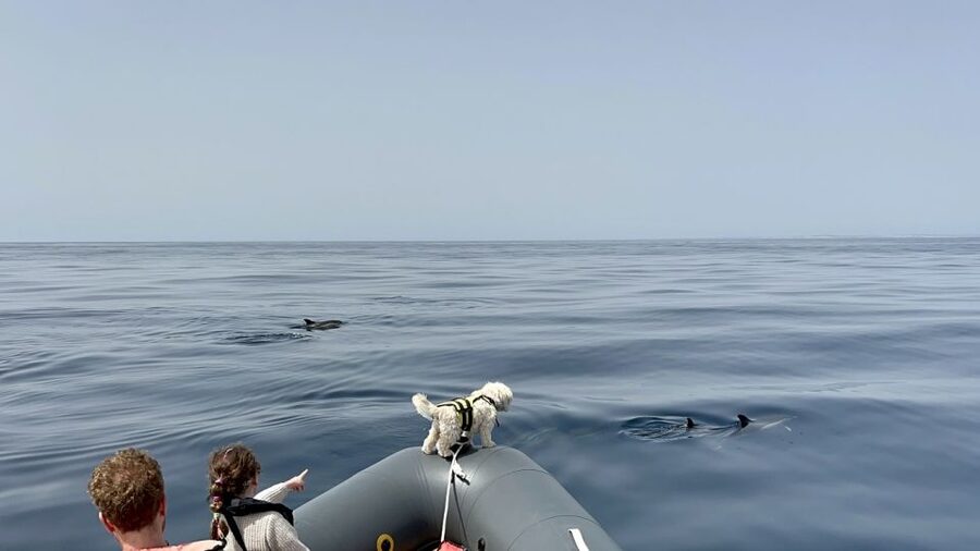 Lagoa: Dolphin Watching & Benagil Tour with Biologist Guide - What $76 gets you