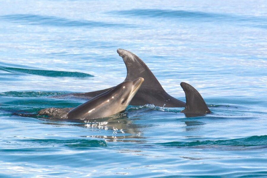 Lagoa: Dolphins Expedition with biologist guide on board - What you might see beyond dolphins