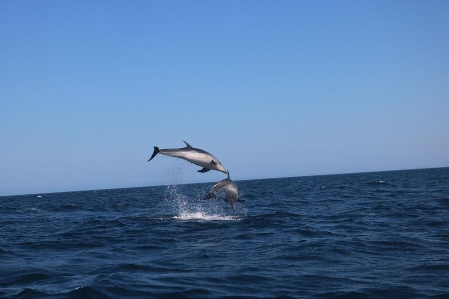 Lagoa: Dolphins Expedition with biologist guide on board - Why $82 can be good value
