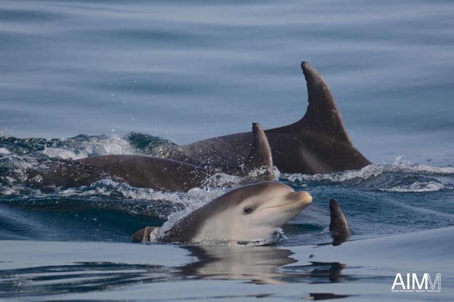 Lagoa: Dolphins Expedition with biologist guide on board - Comfort, clothing, and the open-sea reality