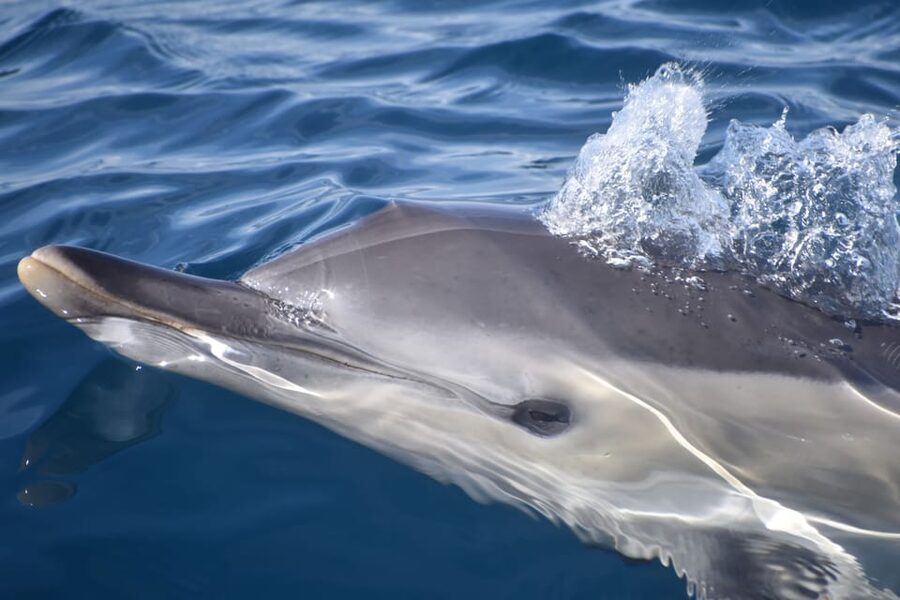 Lagos: Combo Dolphin and Benagil Tour with Marine Biologist - From Lagos Marina into the Atlantic