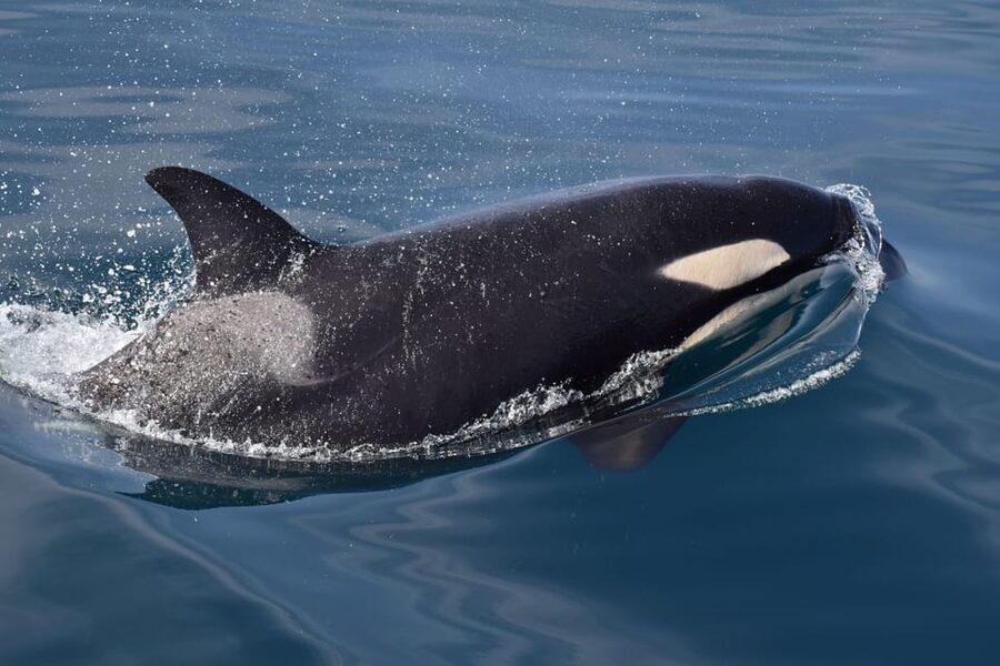 Lagos: Combo Dolphin and Benagil Tour with Marine Biologist - Safety, access, and who should skip it