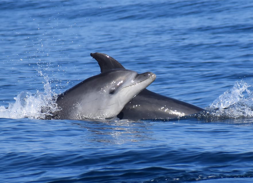 Lagos: Combo Dolphin and Benagil Tour with Marine Biologist - Is $63 a fair price?