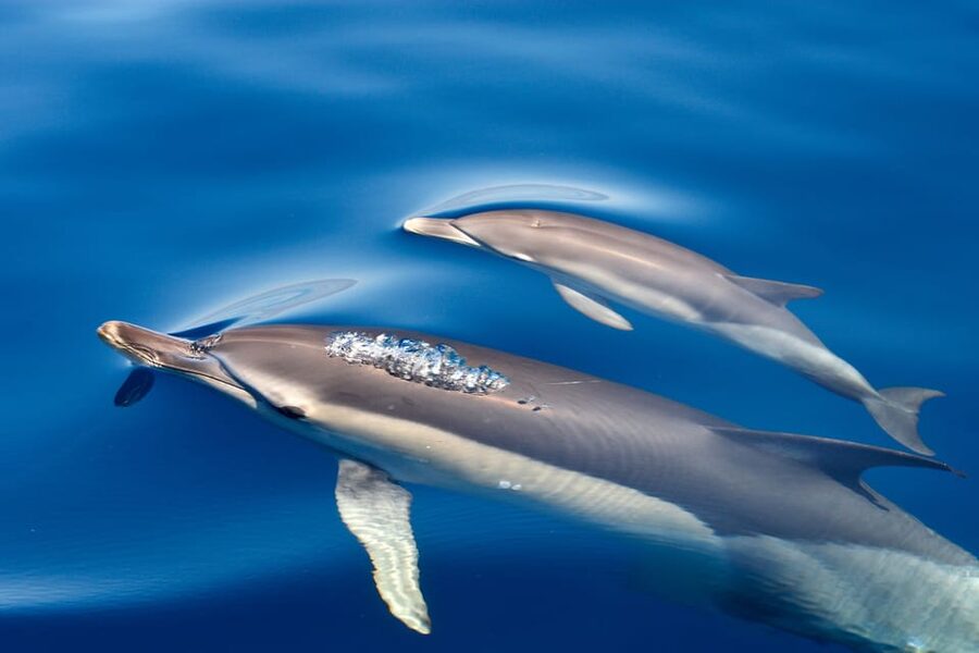 Lagos: Combo Dolphin and Benagil Tour with Marine Biologist - Practical advice before you board