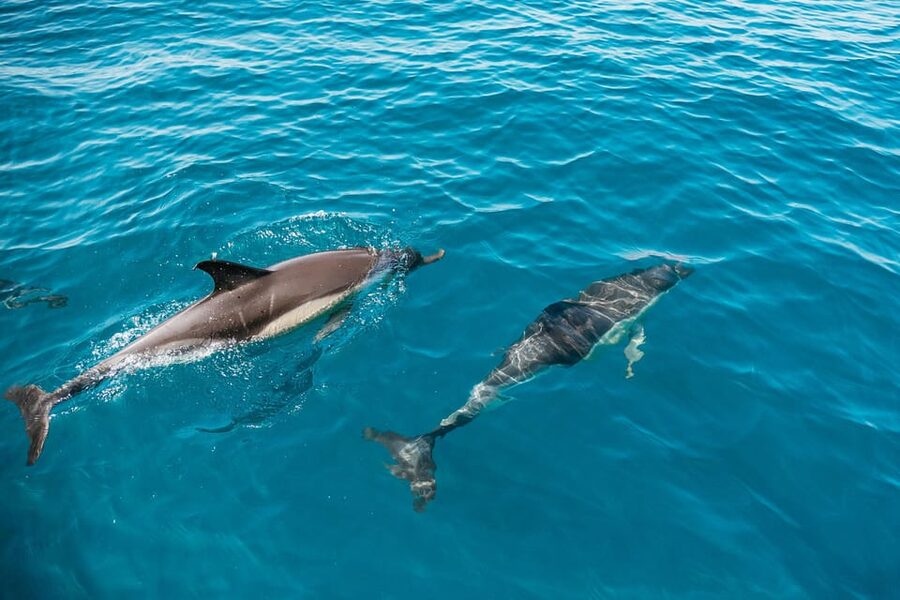 Lagos: Dolphin Watch Tour with Professional Marine Biologist - Key points to know before you book